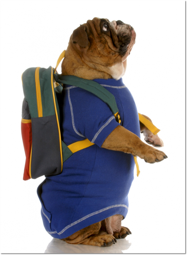 Comment Dresser un Chien / Comment Éduquer un Chiot Var